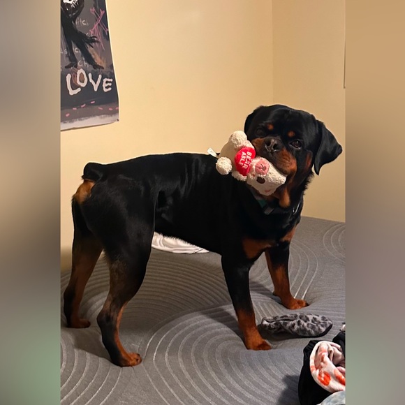 💛🐾ARLO FUNDS🐾💛 - Picture 9 of 16